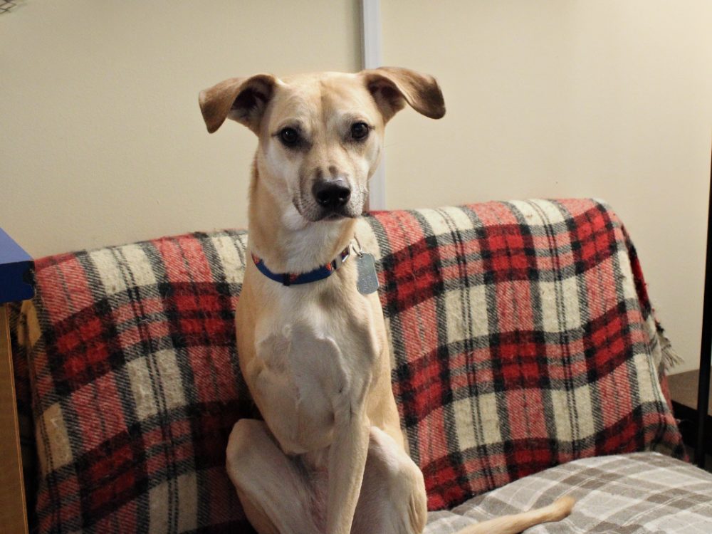 Bucky, the three-legged club dog